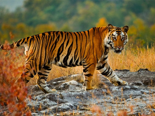 Hình ảnh con Hổ trong tự nhiên